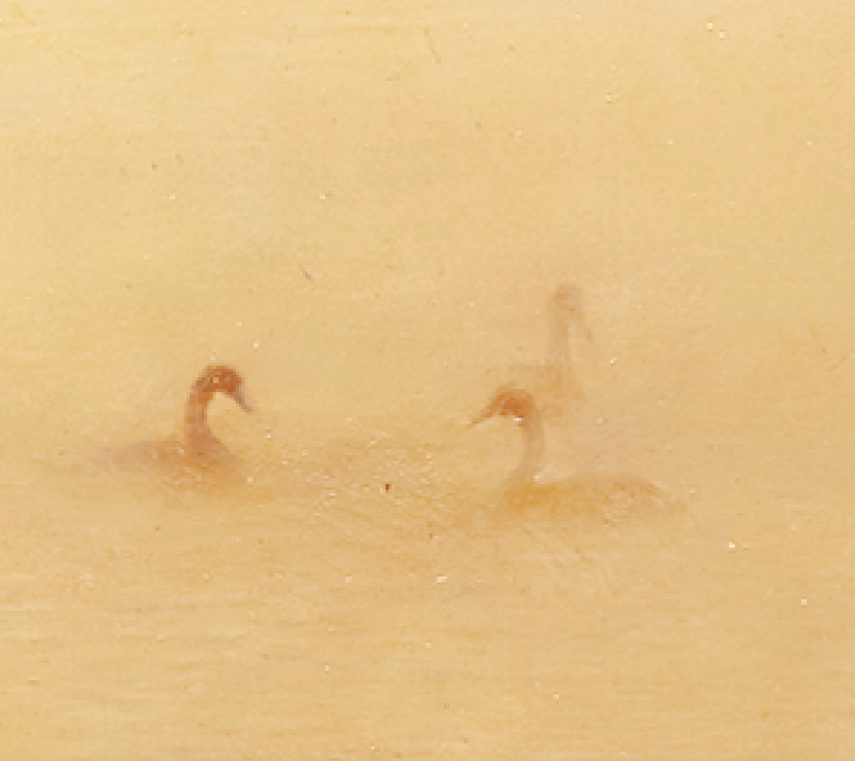 Cygnes | Xinyu Zhao
