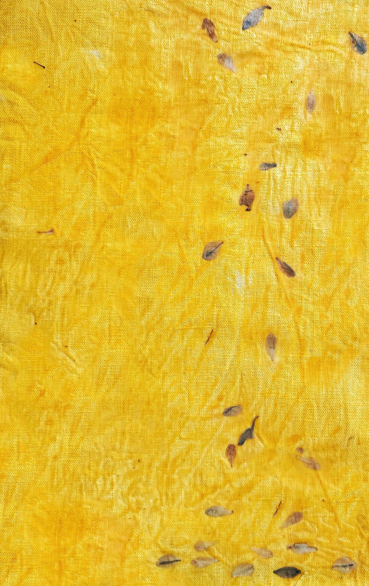 Fragment végétal d’un jardin nocturne - 3 | Youyou LEE